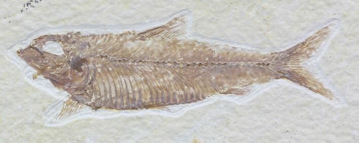 Knightia Fossil Fish - Wyoming #32864